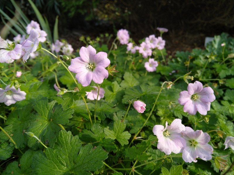 Geranium hybride 'Dreamland'